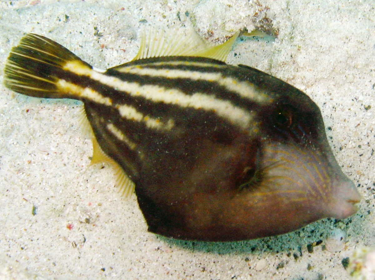 Orangespotted Filefish - Cantherhines pullus