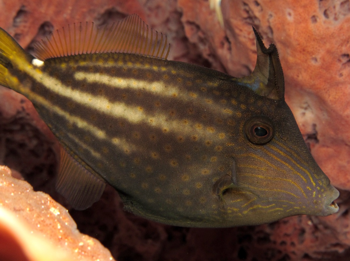 Orangespotted Filefish - Cantherhines pullus