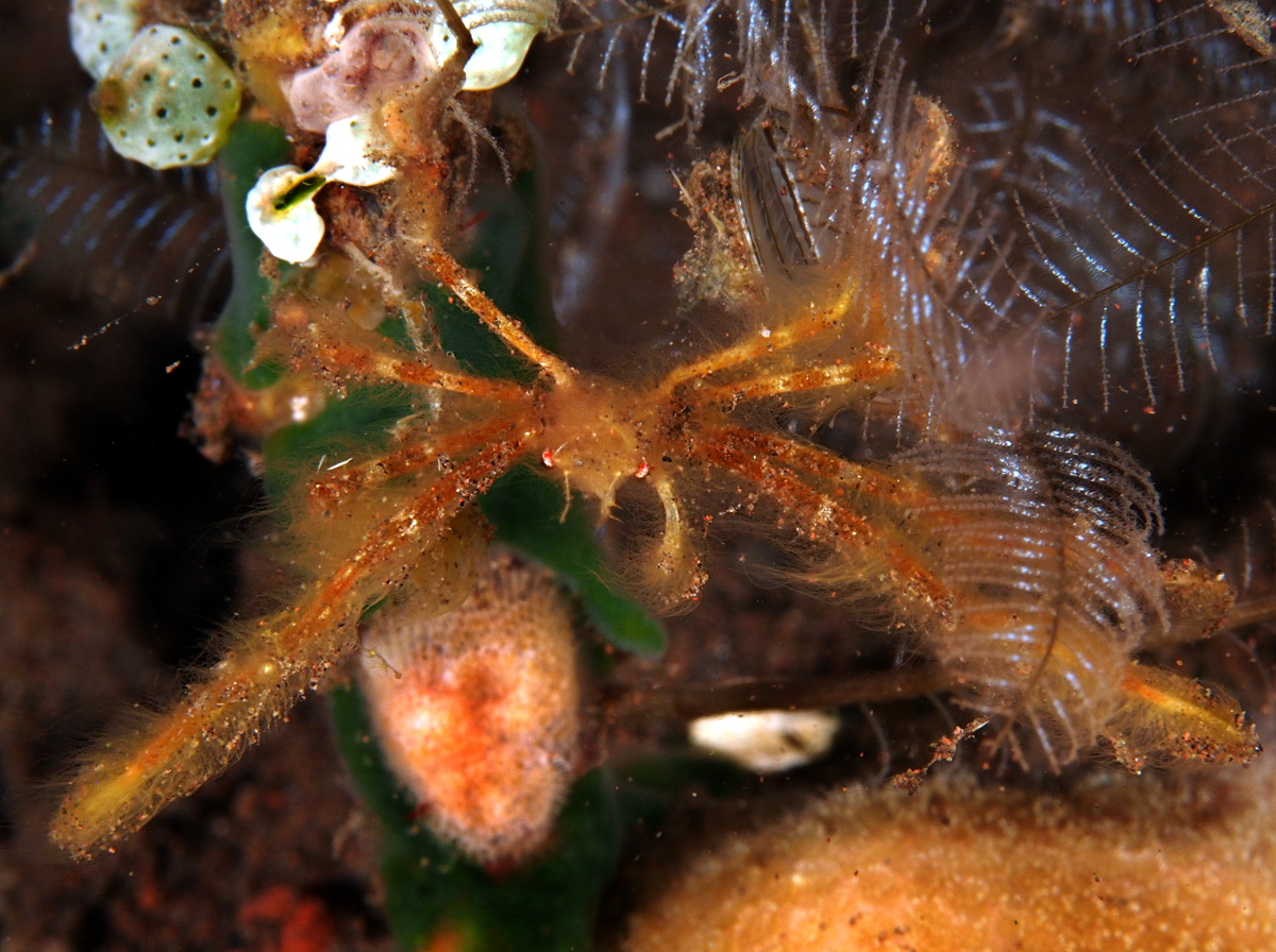 Orangutan Crab - Oncinopus sp. 1