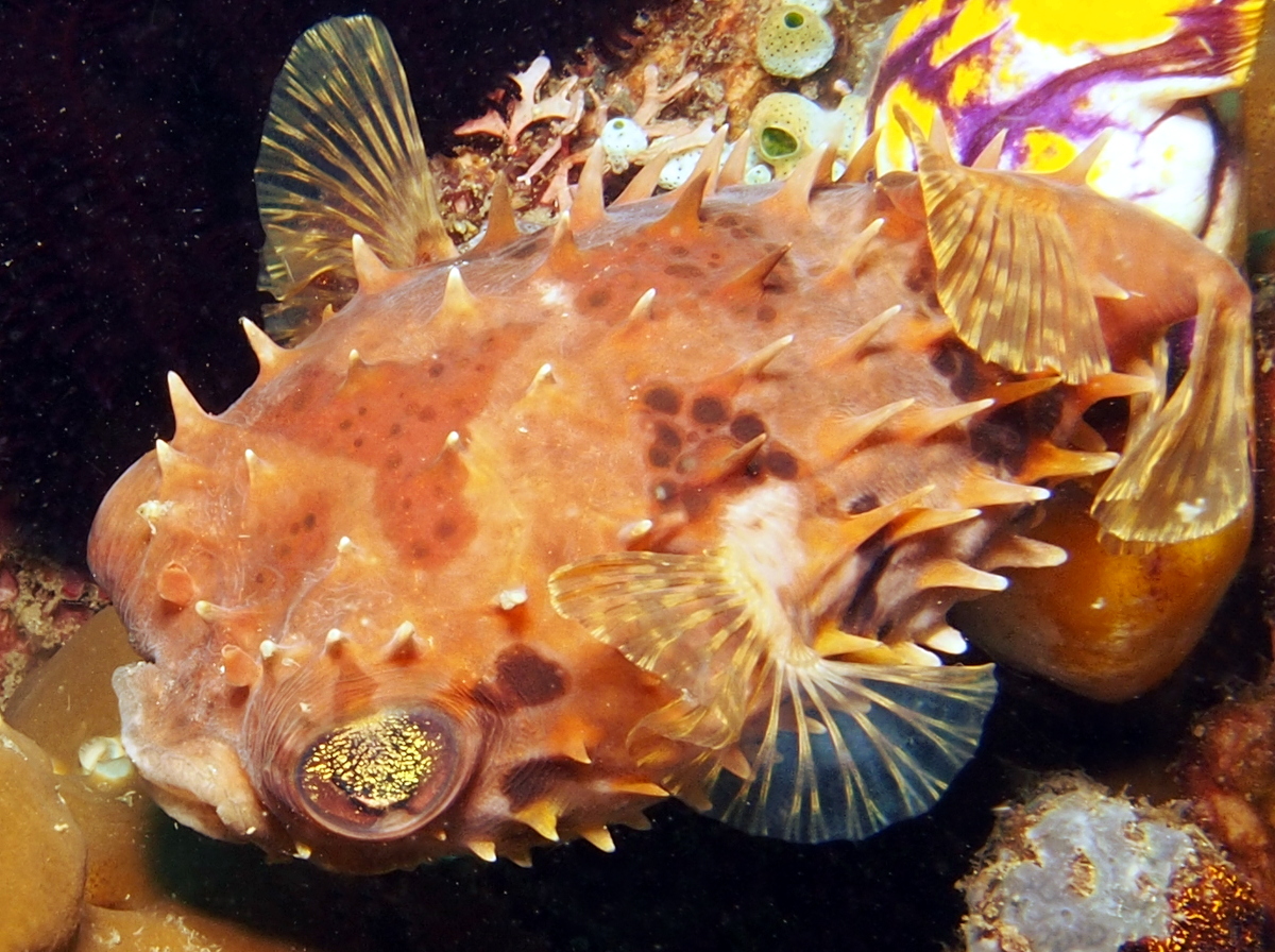 Orbicular Burrfish - Cyclichthys orbicularis