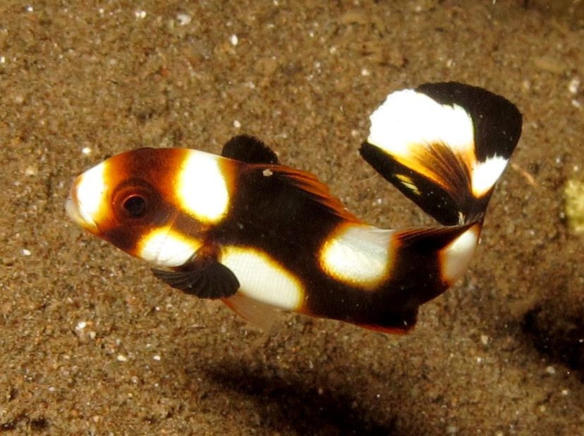 Oriental Sweetlips - Plectorhinchus vittatus