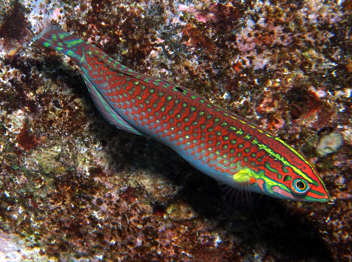 Ornate Wrasse - Halichoeres ornatissimus