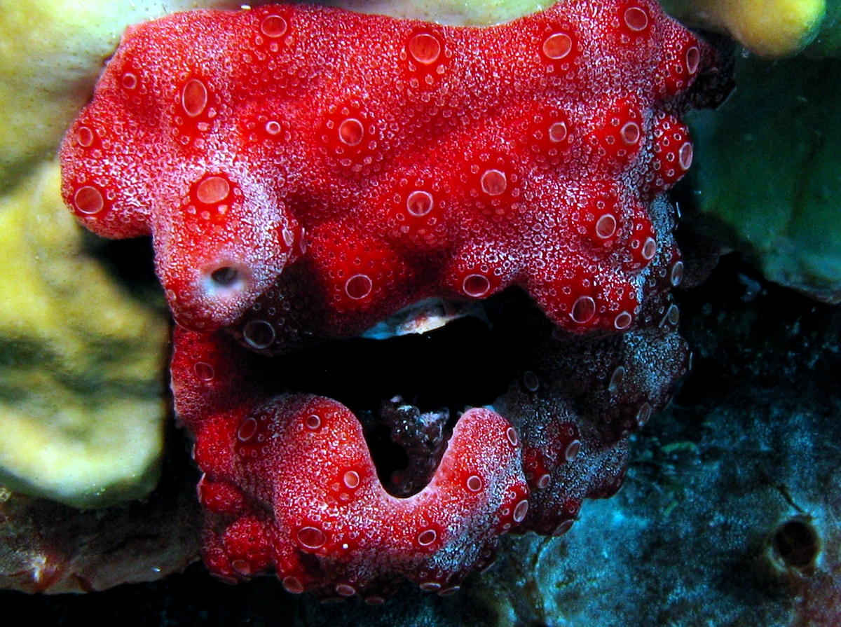 Overgrowing Tunicates - 