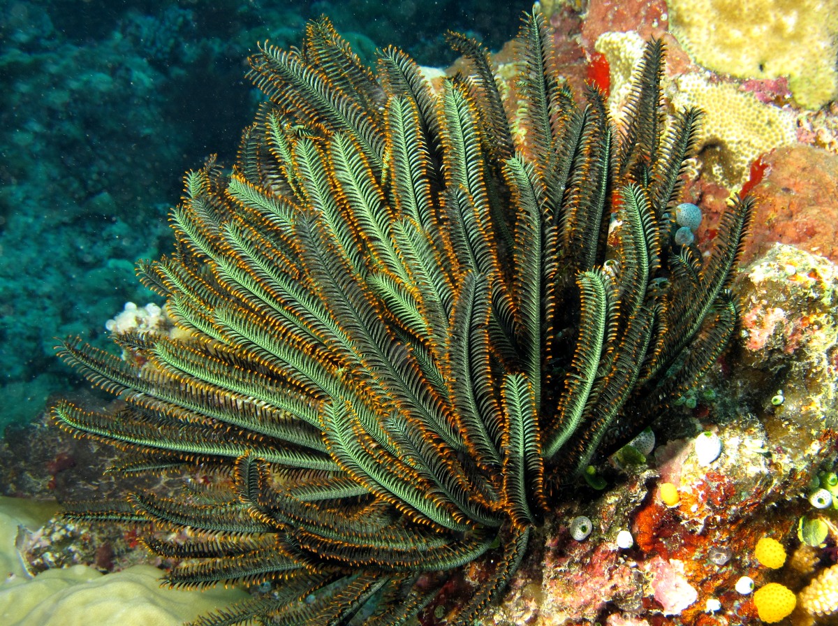 Bennett's Feather Star - Oxycomanthus bennetti