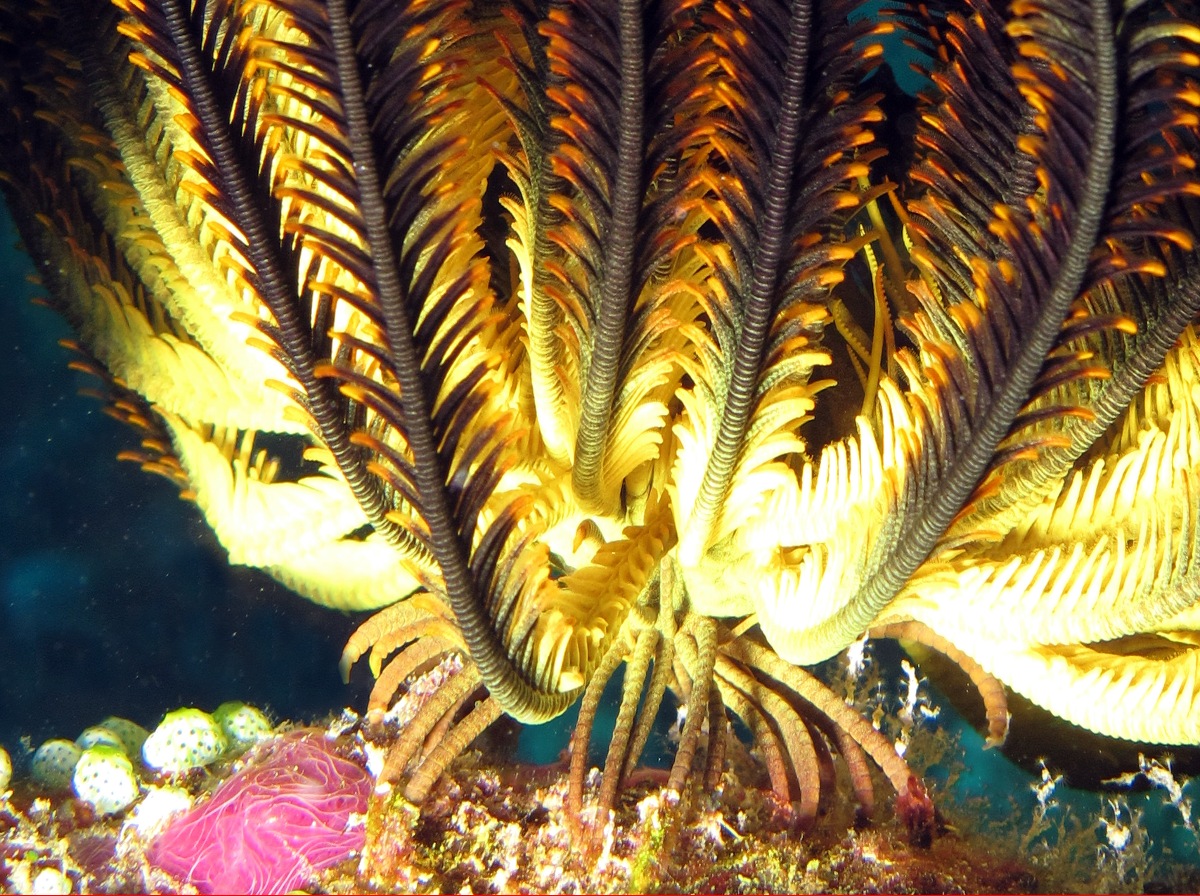 Bennett's Feather Star - Oxycomanthus bennetti