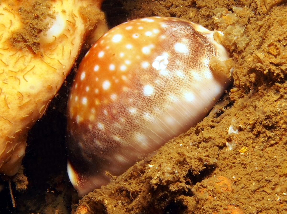Pacific Deer Cowry - Lyncina vitellus