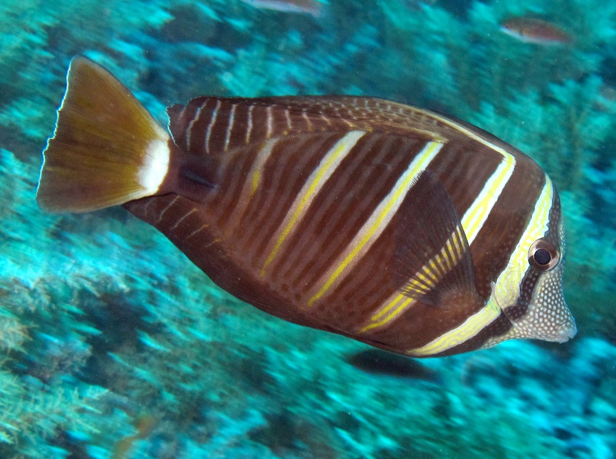 Pacific Sailfin Tang - Zebrasoma veliferum