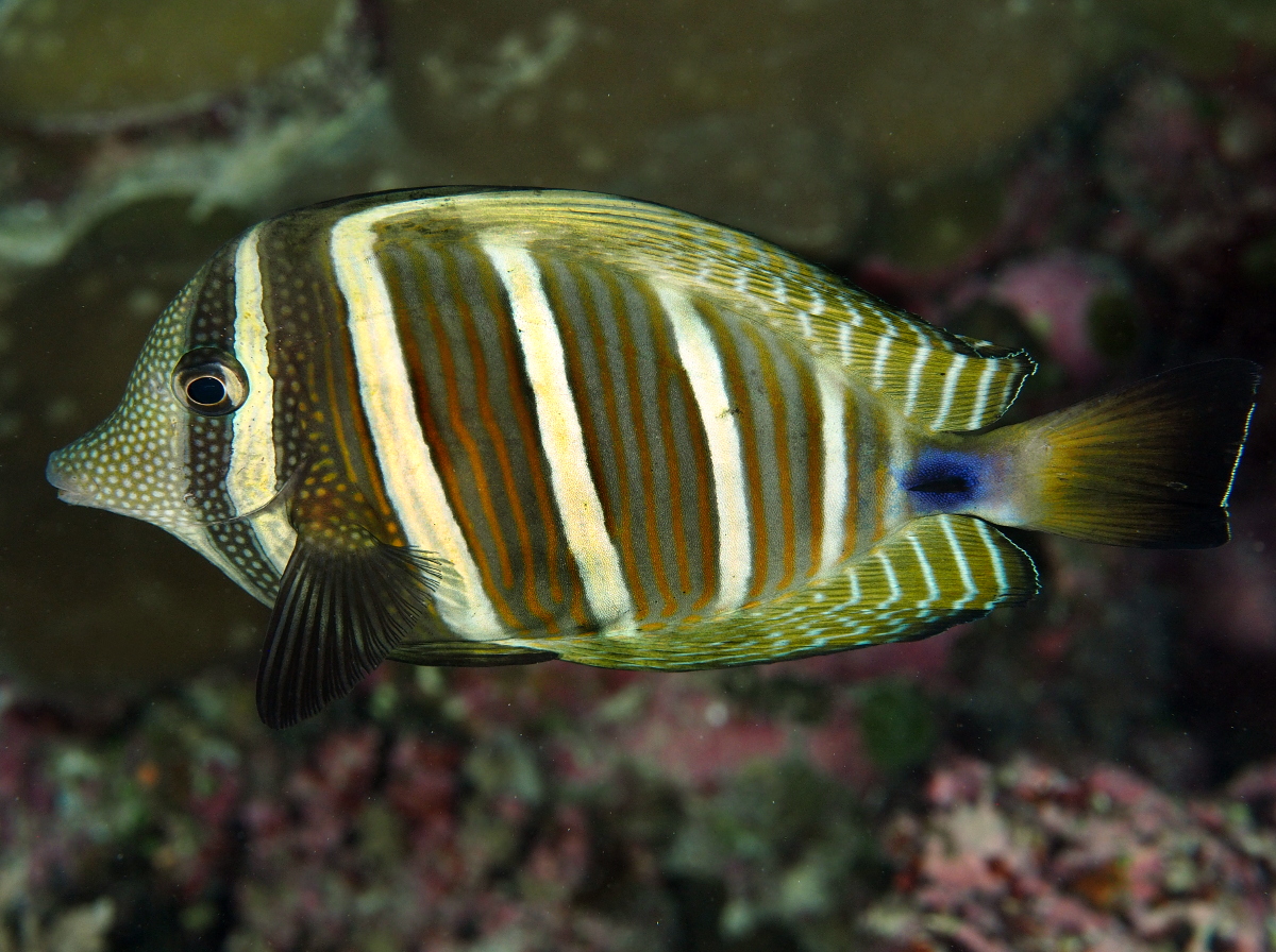 Pacific Sailfin Tang - Zebrasoma veliferum