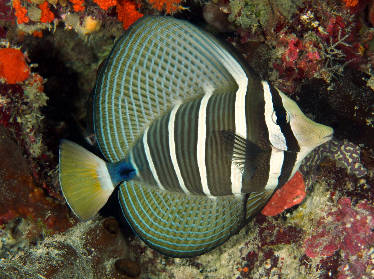 Pacific Sailfin Tang - Zebrasoma veliferum