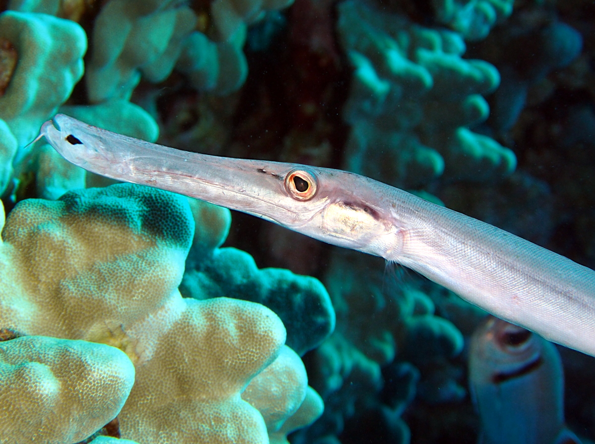 Pacific Trumpetfish - Aulostomus chinensis