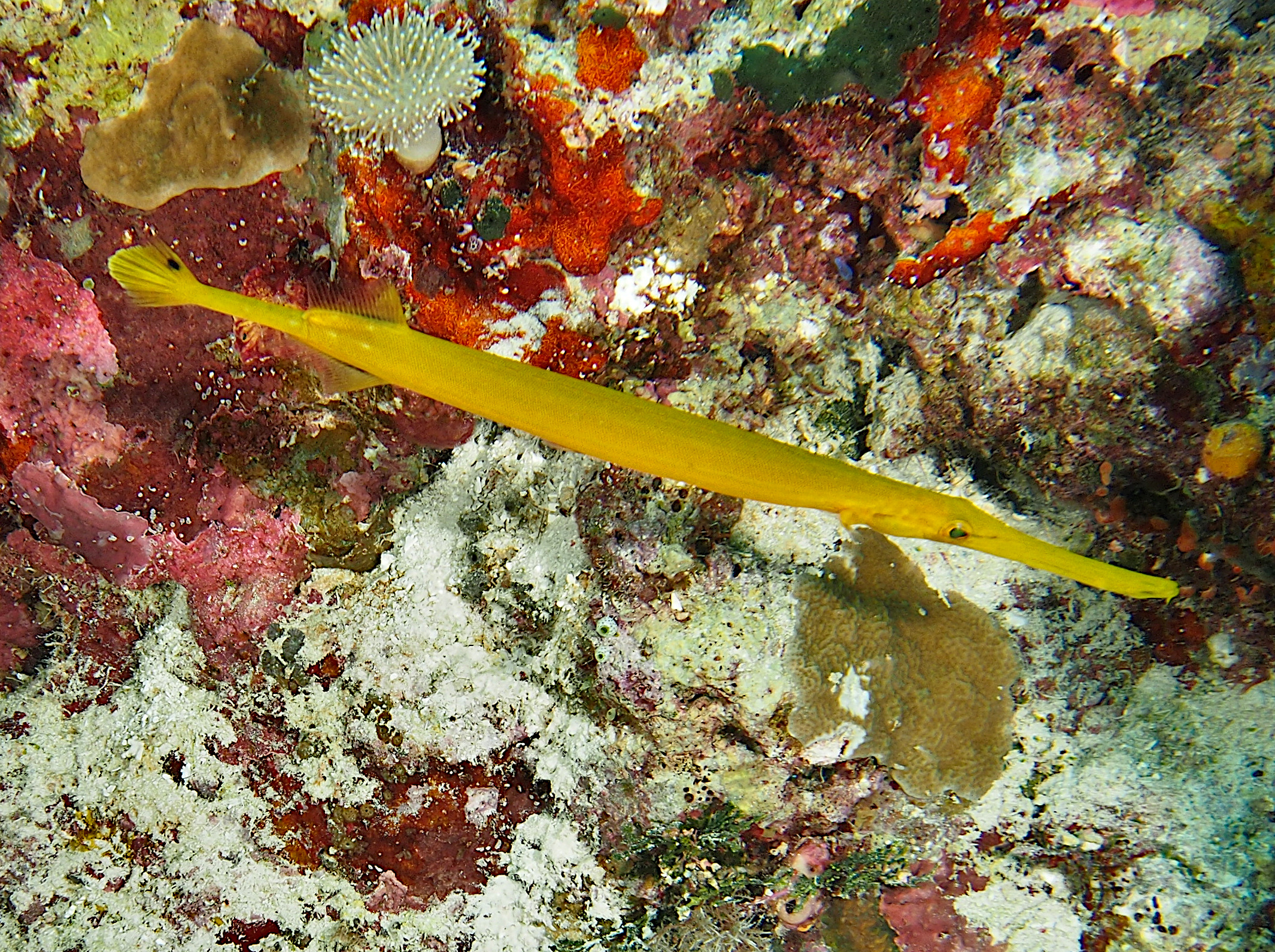 Pacific Trumpetfish - Aulostomus chinensis
