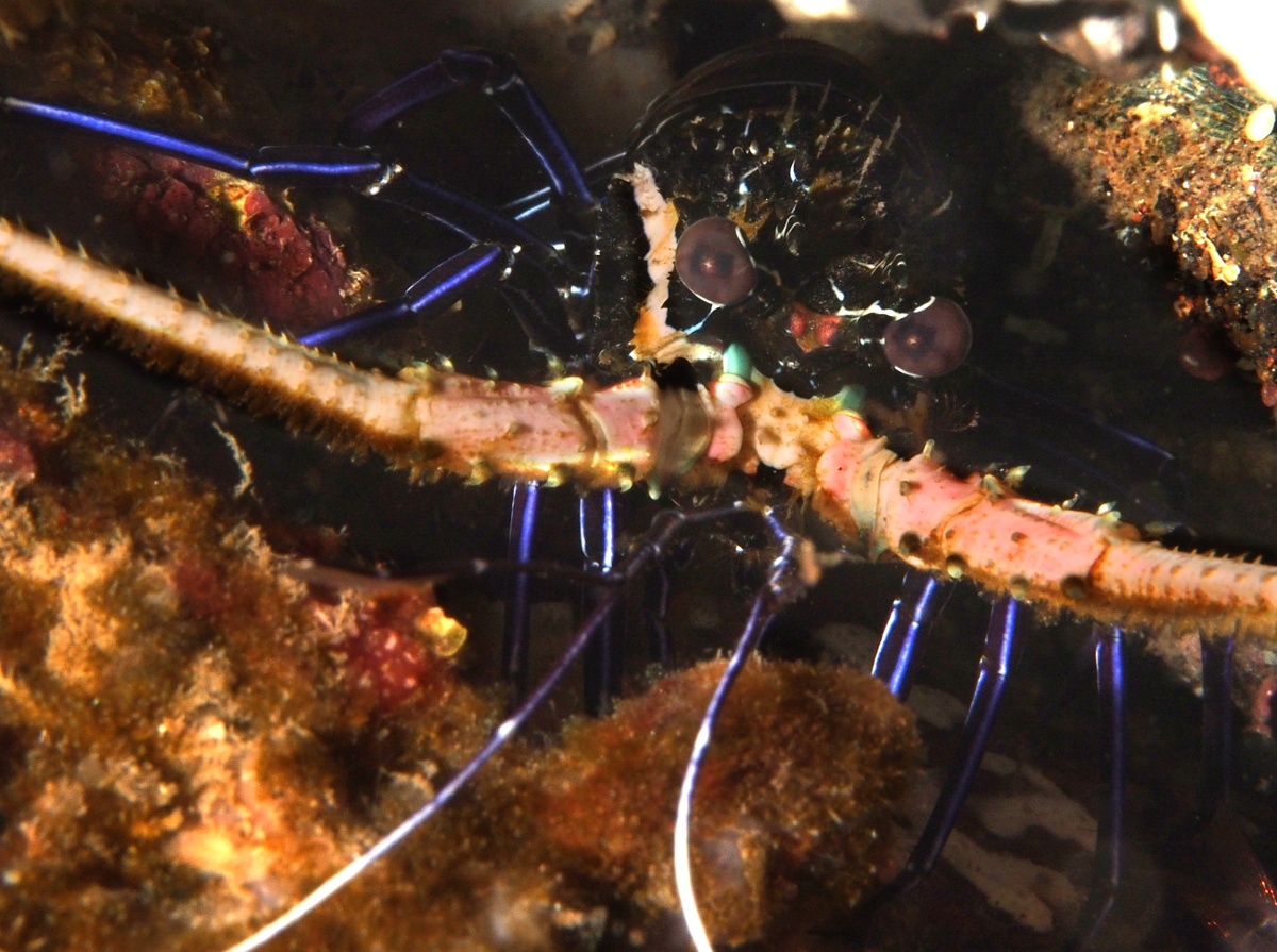 Painted Spiny Lobster - Palinurus versicolor
