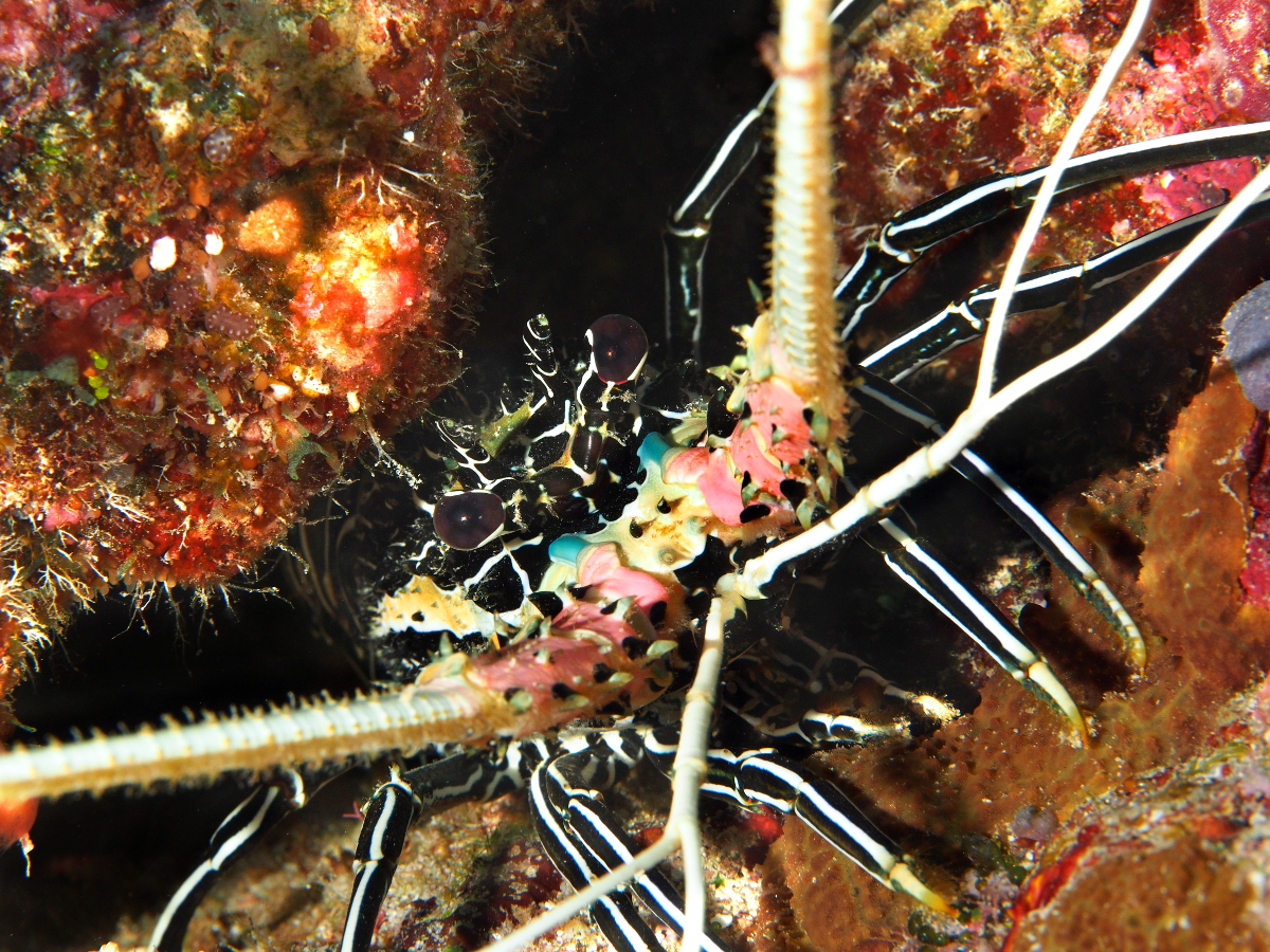 Painted Spiny Lobster - Palinurus versicolor