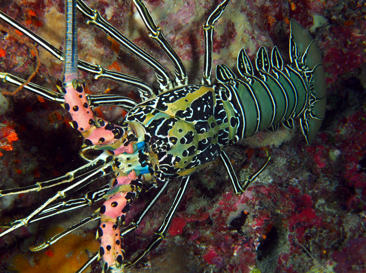 Painted Spiny Lobster - Palinurus versicolor