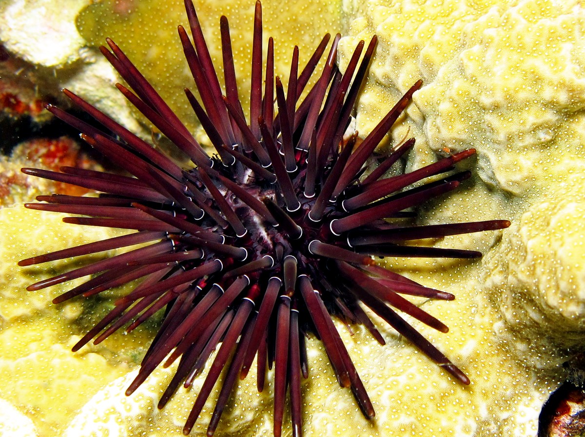 Pale Rock-Boring Urchin - Echinometra mathaei