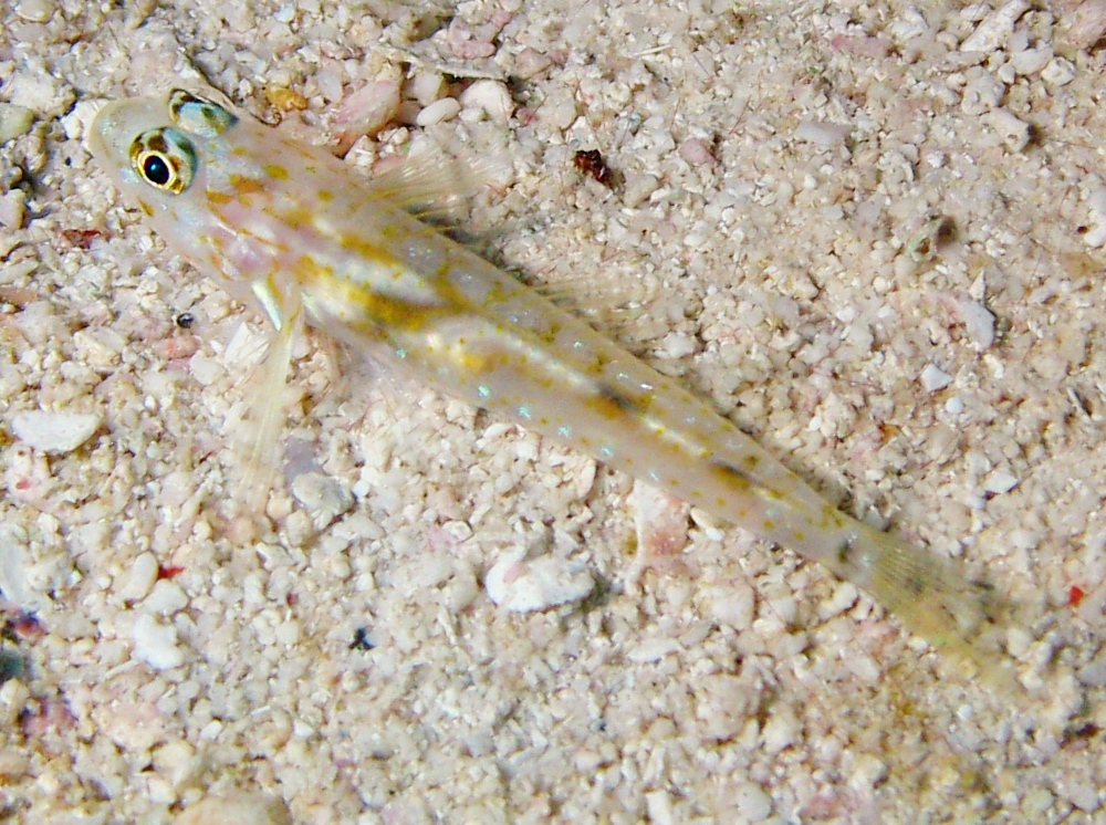 Pallid Goby - Coryphopterus eidolon