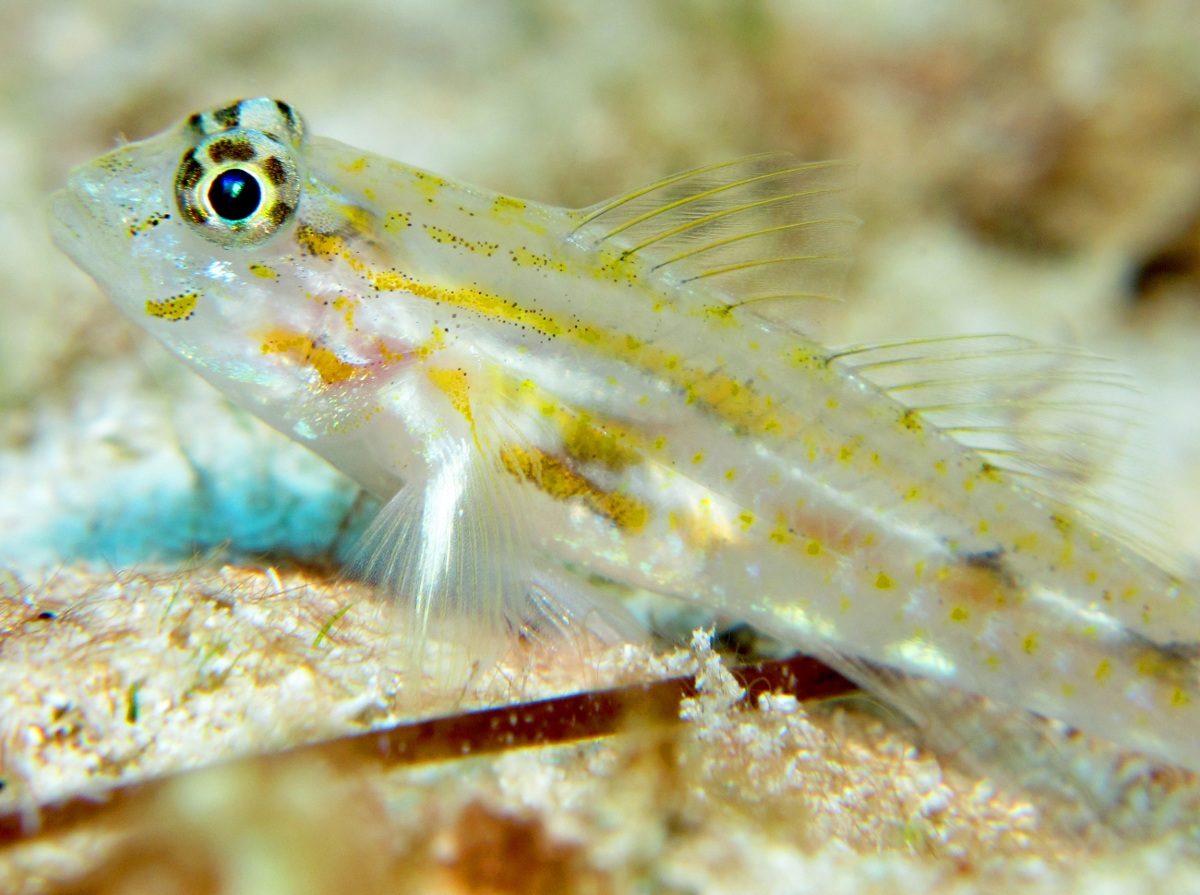 Pallid Goby - Coryphopterus eidolon
