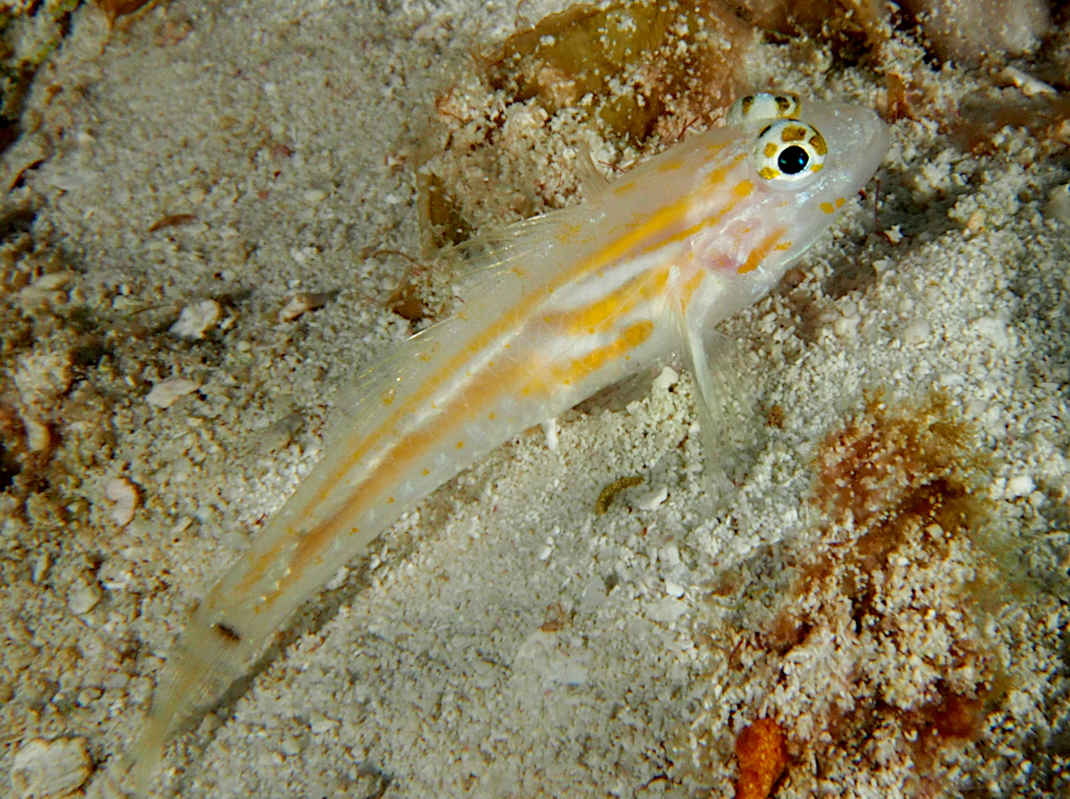 Pallid Goby - Coryphopterus eidolon