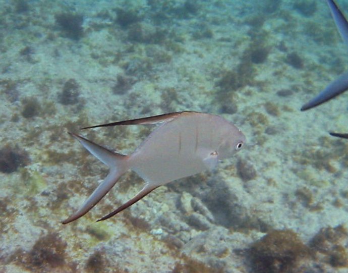 Palometa - Trachinotus goodei