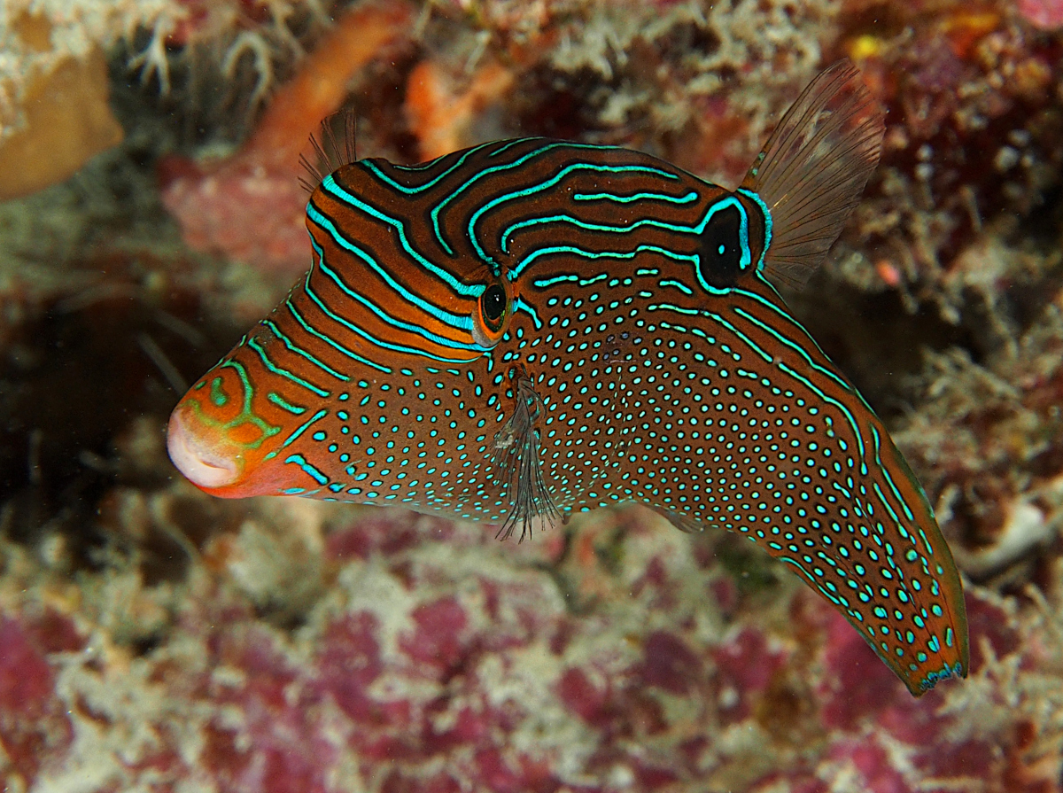Papuan Toby - Canthigaster papua