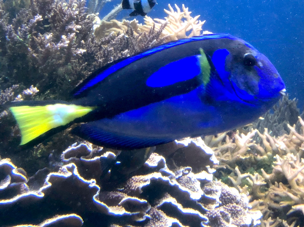 Palette Surgeonfish - Paracanthurus hepatus
