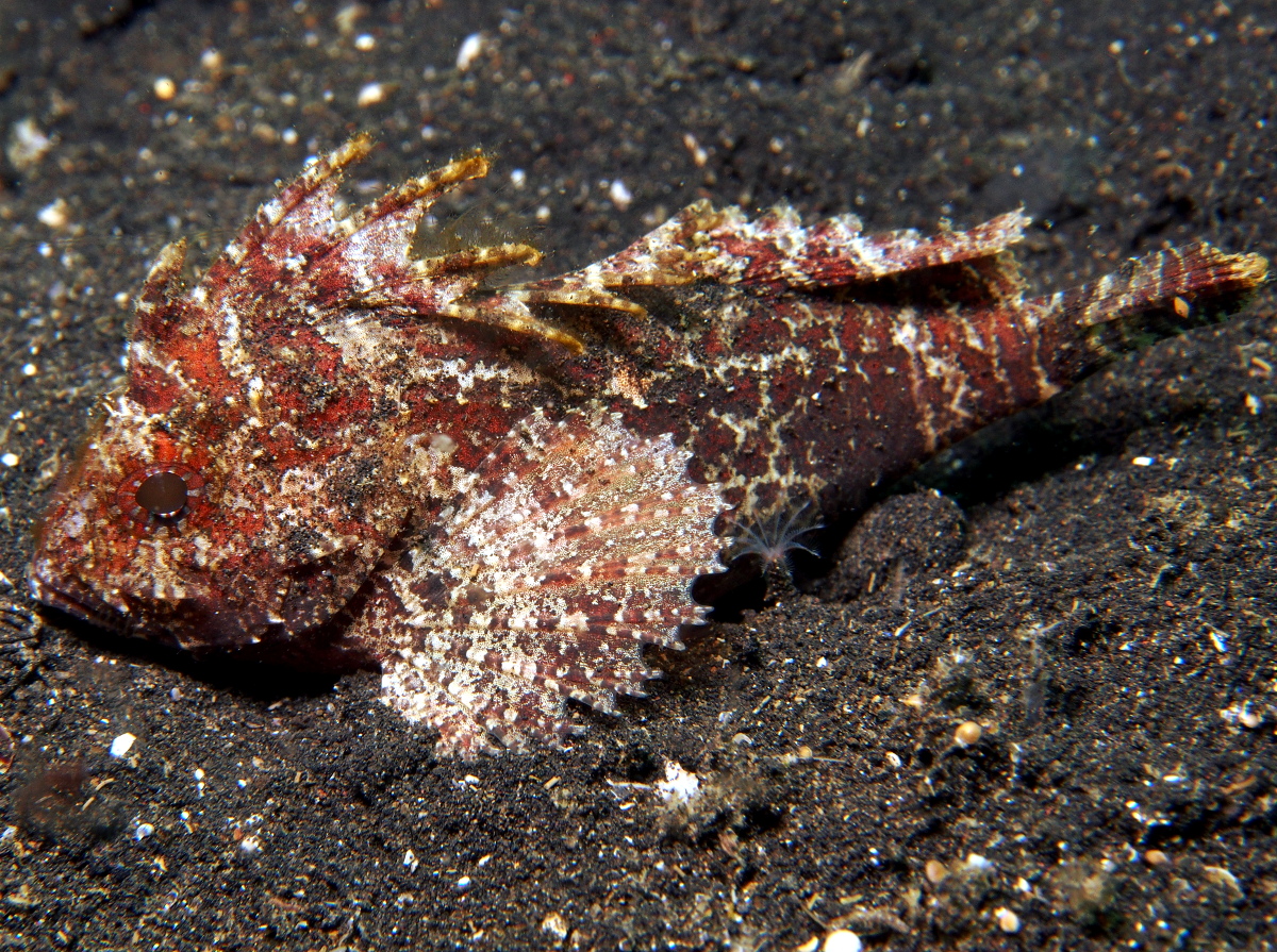 Longspined Waspfish - Paracentropogon longispinis - Lembeh Strait, Indonesia