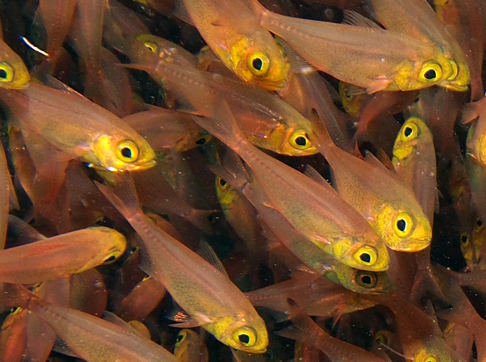 Golden Sweeper - Parapriacanthus ransonneti