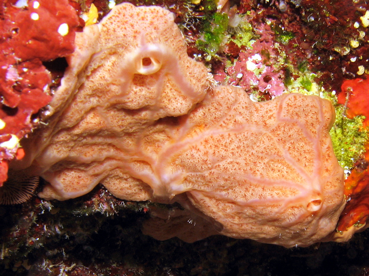 Peach Encrusting Sponge - Clathria sp. - Grand Cayman