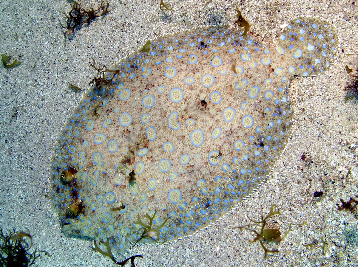 Peacock Flounder - Bothus lunatus