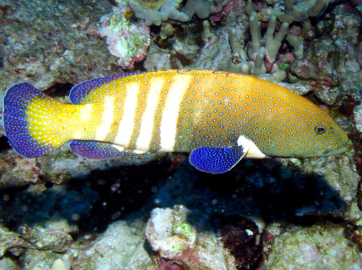 Peacock Grouper - Cephalopholis argus