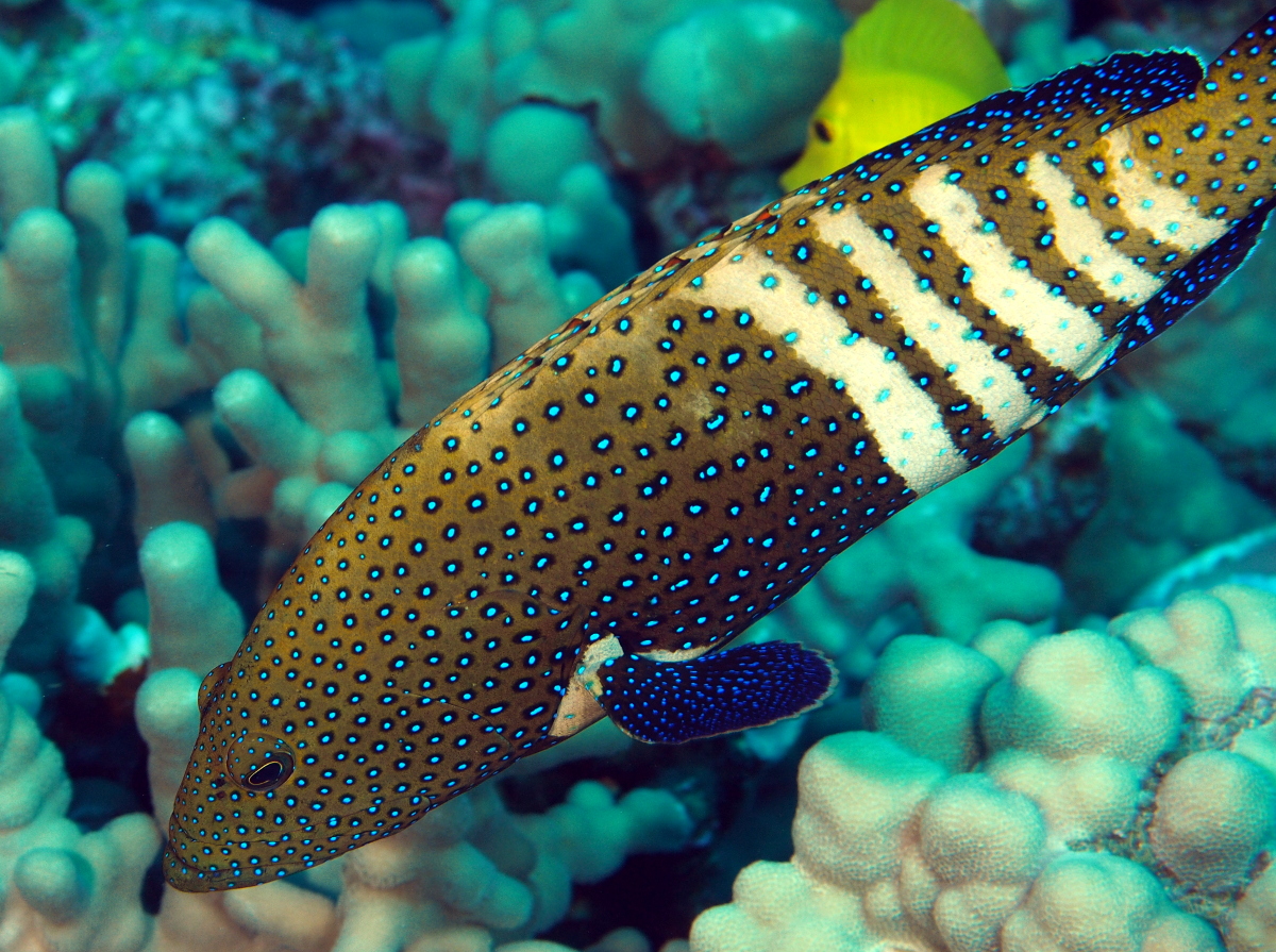 Peacock Grouper - Cephalopholis argus