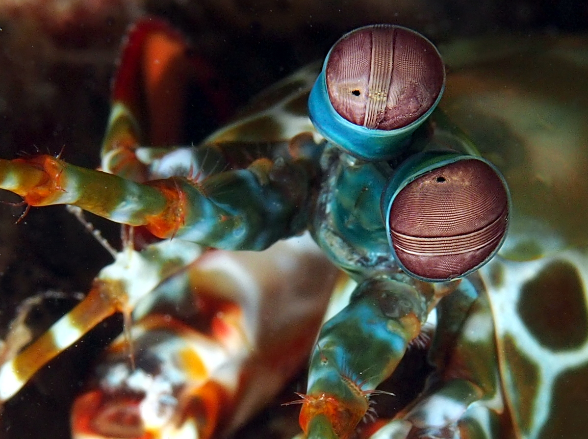 Peacock Mantis Shrimp - Odontodactylus scyllarus