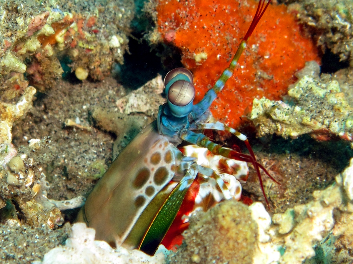 Peacock Mantis Shrimp - Odontodactylus scyllarus