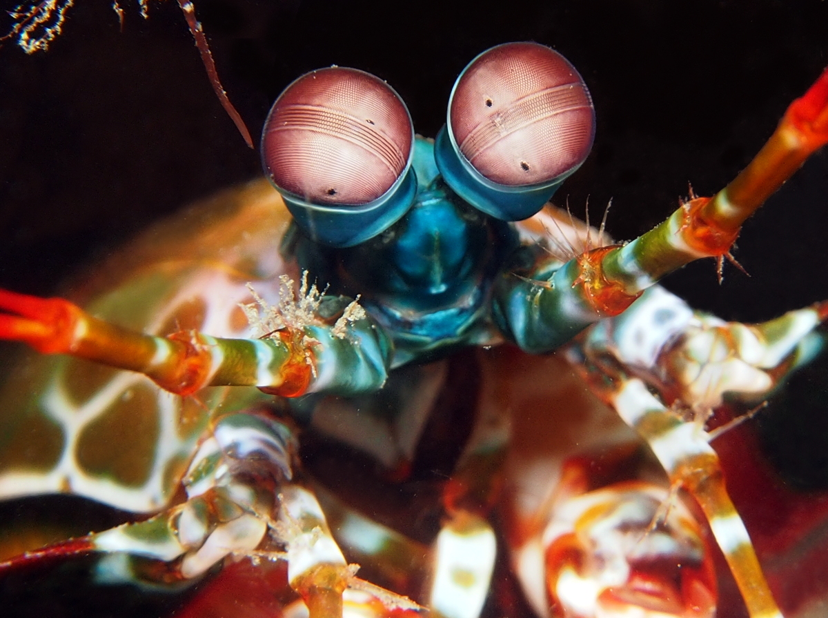 Peacock Mantis Shrimp - Odontodactylus scyllarus