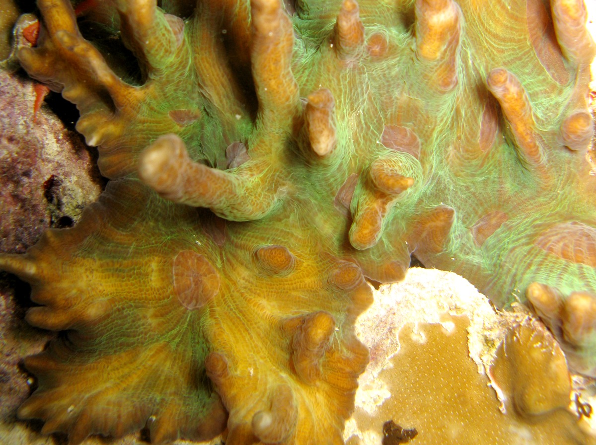 Pectinia paeonia - Pectinia paeonia