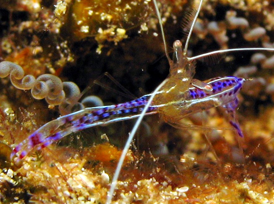 Pederson Cleaner Shrimp - Ancylomenes pedersoni