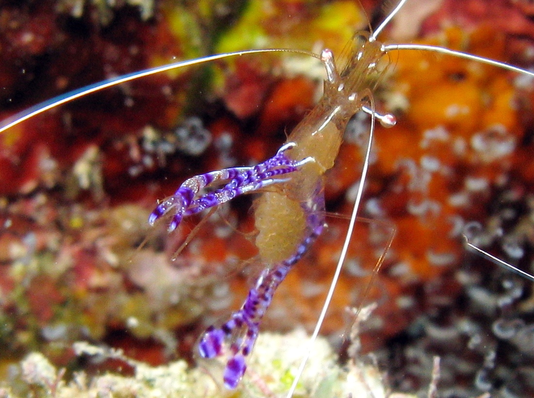 Pederson Cleaner Shrimp - Ancylomenes pedersoni