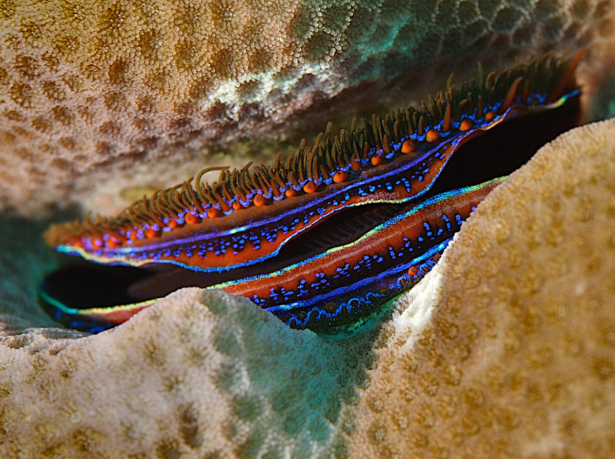 Iridescent Scallop - Pedum spondyloideum