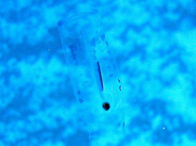 Salpa spp. - Salpa spp.