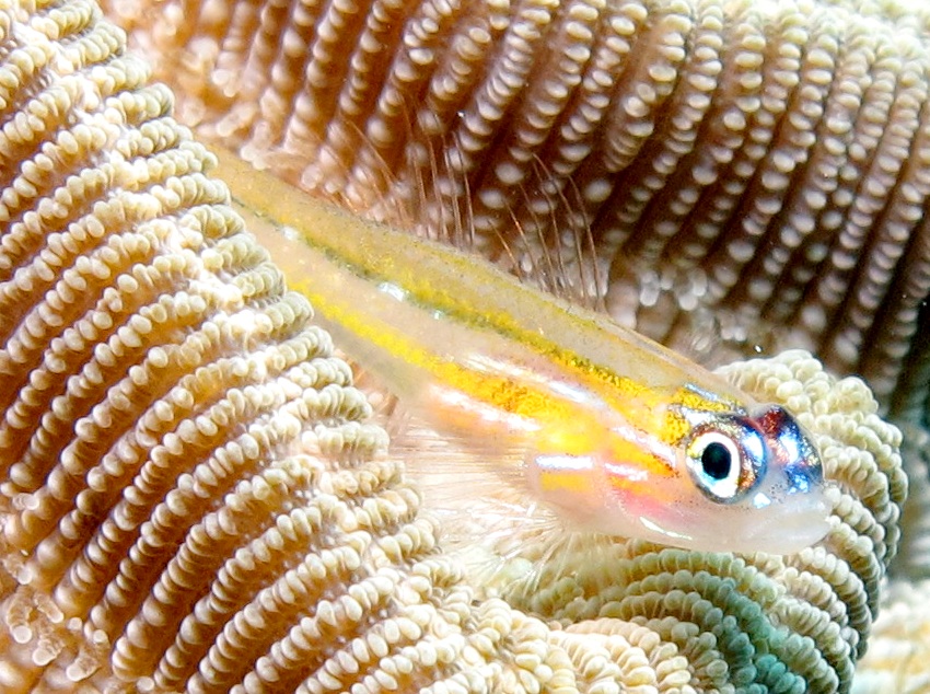 Peppermint Goby - Coryphopterus lipernes