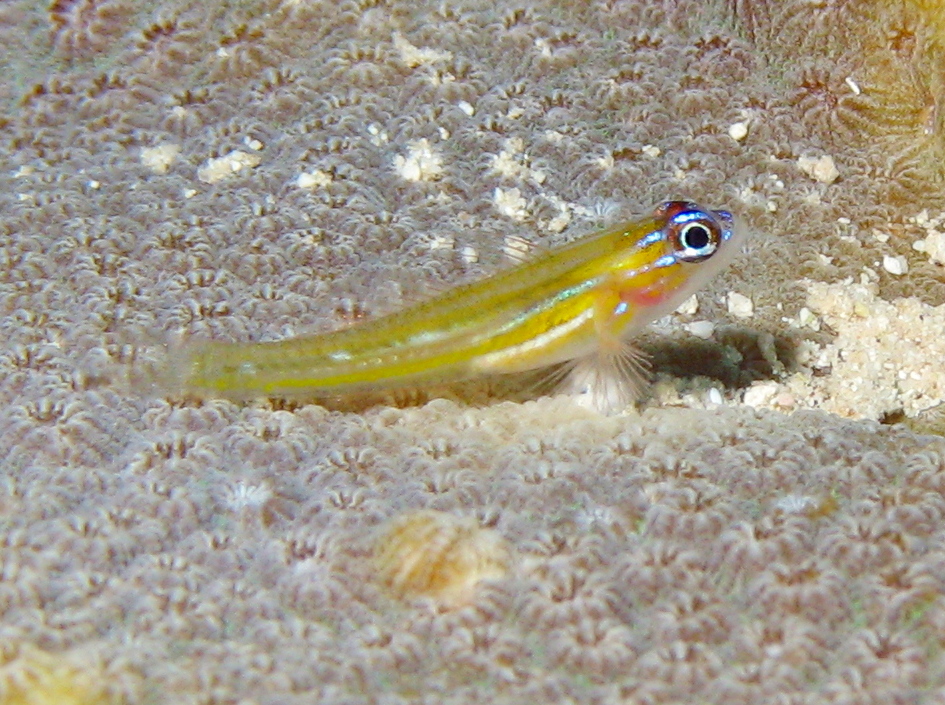 Peppermint Goby - Coryphopterus lipernes