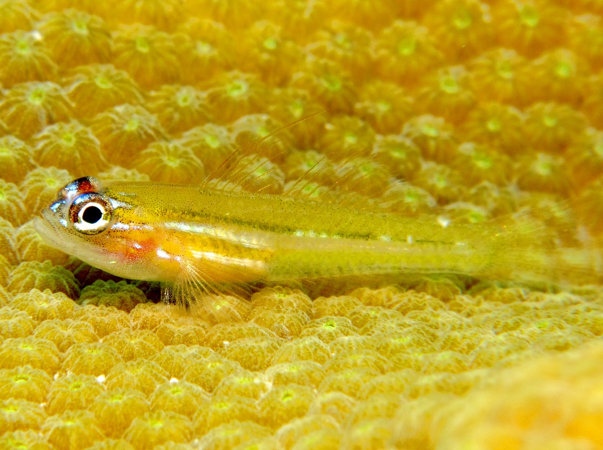 Peppermint Goby - Coryphopterus lipernes