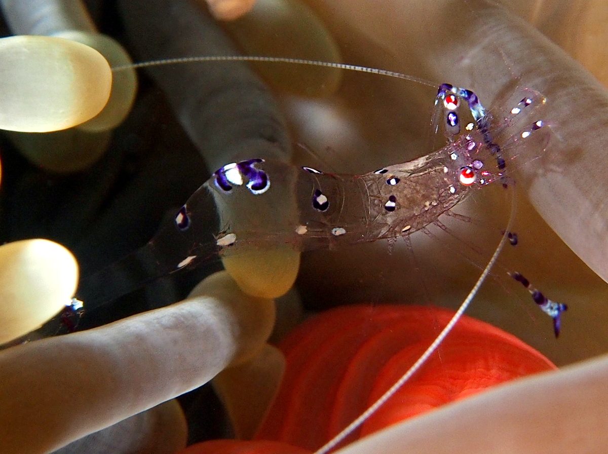 Sarasvati Anemone Shrimp - Ancylomenes sarasvati