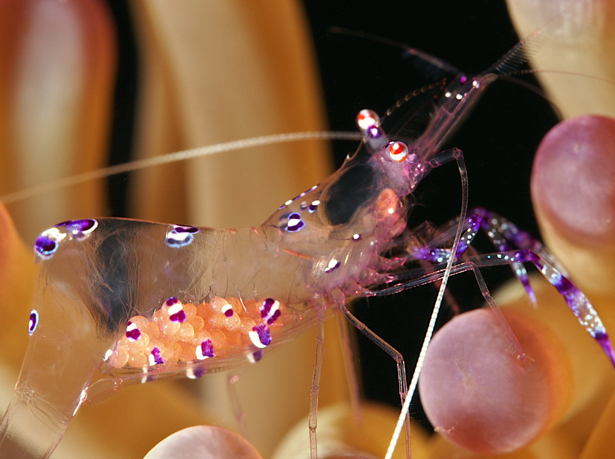 Sarasvati Anemone Shrimp - Ancylomenes sarasvati