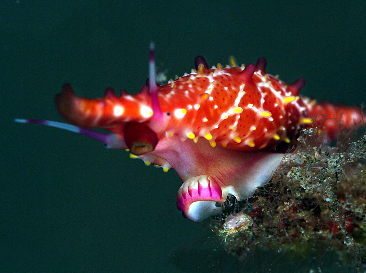 Rosy Spindle Cowry - Phenacovolva rosea