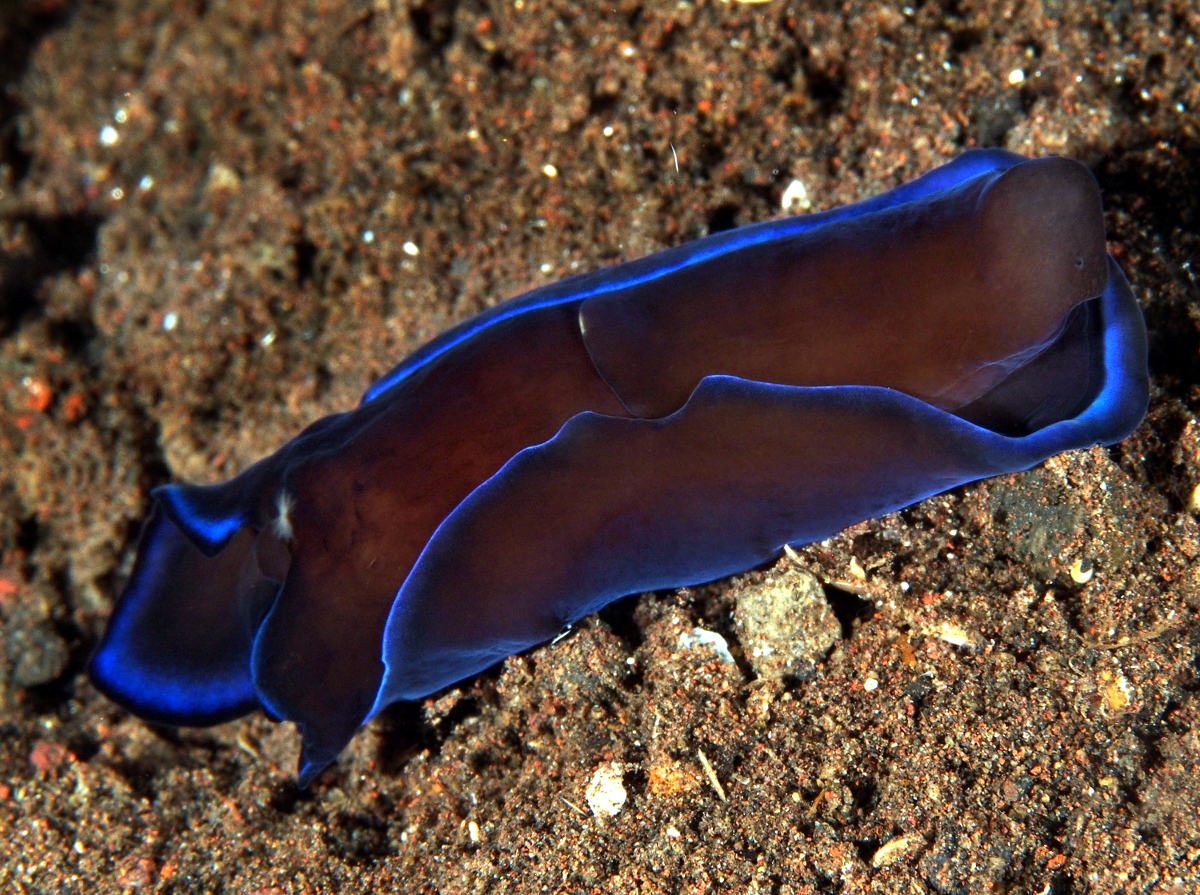 Gardiner's Headshield Slug - Philinopsis gardineri