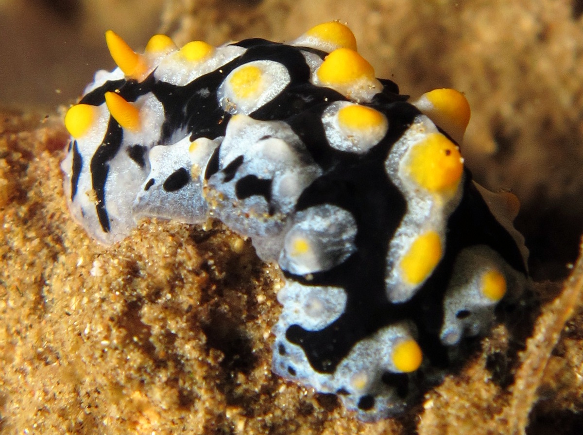Painted Phyllidia - Phyllidia picta