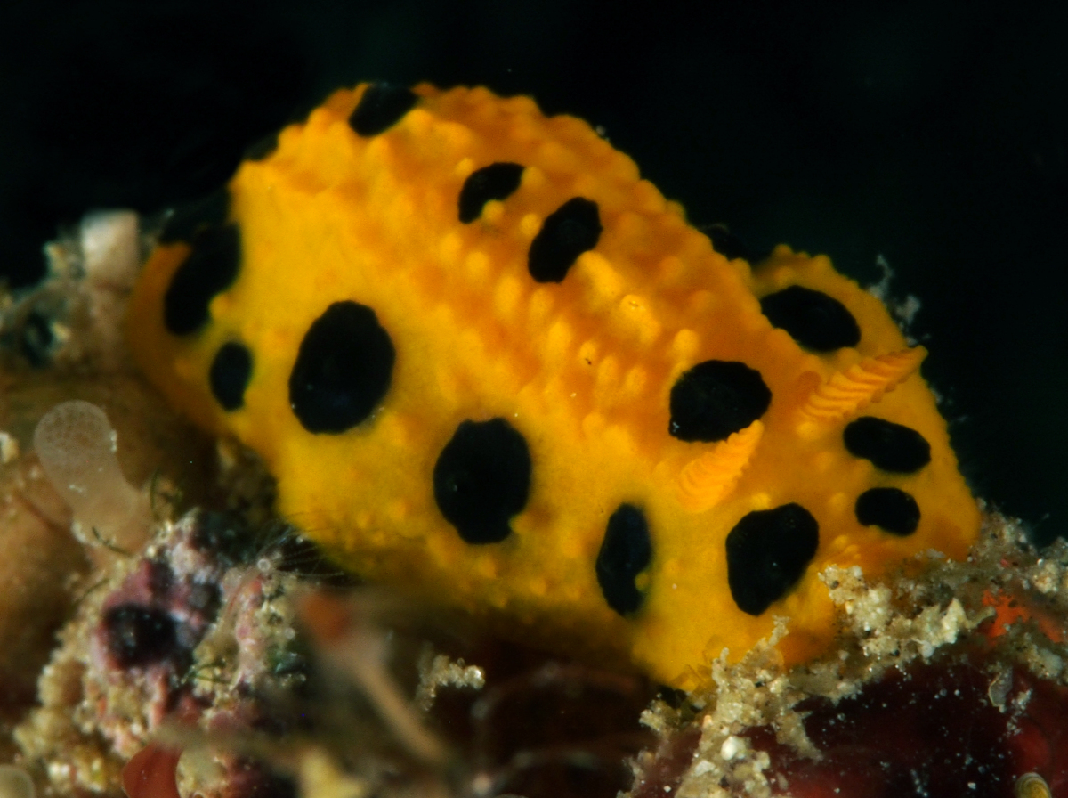 Polka Dot Phyllidia - Phyllidia polkadotsa - Anilao, Philippines