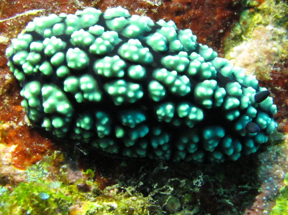 Pimpled Phyllidiella - Phyllidiella pustulosa