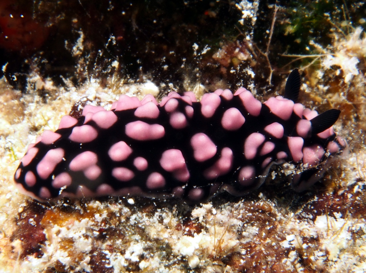 Pimpled Phyllidiella - Phyllidiella pustulosa